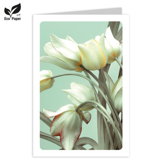Blank: Eden white tulips - mint