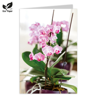 Blanco: Cosy Orchid