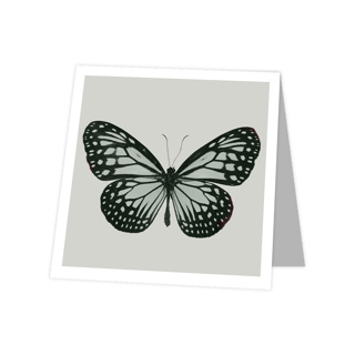 Blanco - Butterfly - quatro