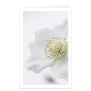 Blanco - White flower GF