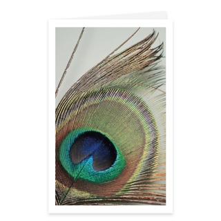 Blanco - Peacock feather GF