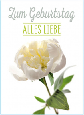Floralia - Zum Geburtstag alles Liebe   -   Witte roos