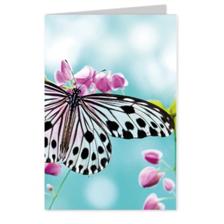 Blank: Butterfly