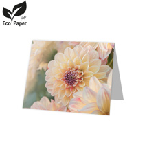 Blank: Chrysanthemum - peach