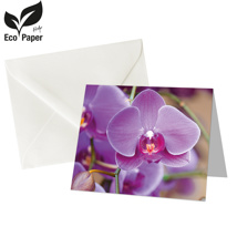 Blank: Orchid -  purple