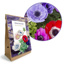 Displaybox Karton - Anemone Blumenzwiebel Mix - Kraft Geschenkbeutel