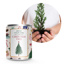 Displaybox karton - Grow your own christmas tree - koker