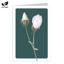 Blank: Estee White rose
